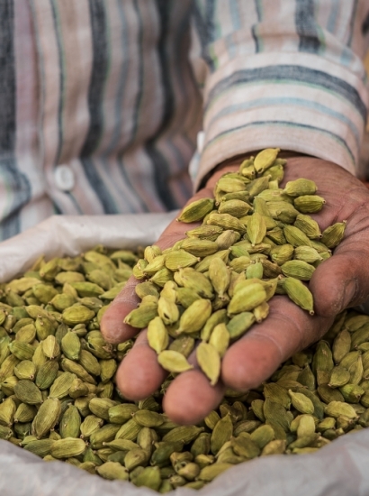 IL CARDAMOMO, LA PERLA VERDE DELLE FORESTE TROPICALI